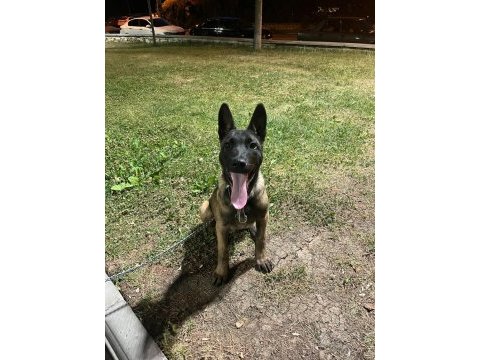 4 aylık malinois belçika kurdu