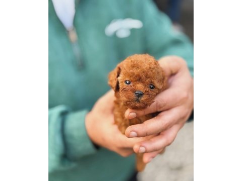 Toy-teacup poodle
