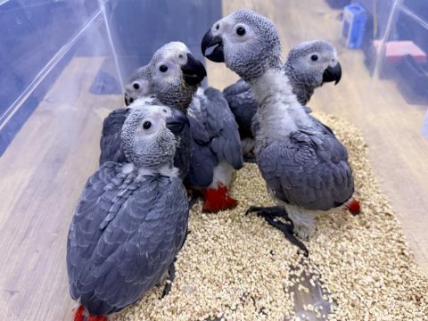 Yasal belgeli faturalı bebek jako yavrular