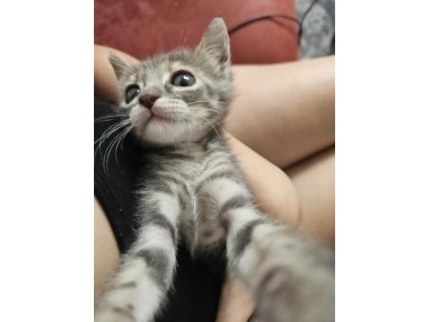Tatlı tekir kedi