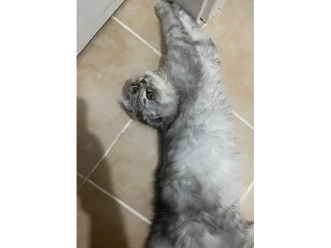 Erkek scottish fold silver tabby