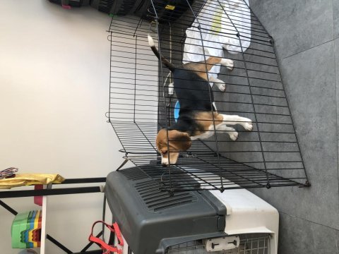 Sevimli beagle yavrumuz