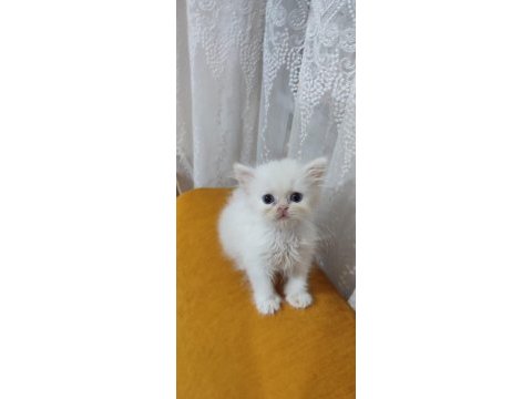 British shorthair yavrum