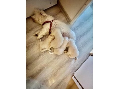 Beyaz meleklerim terrier maltese
