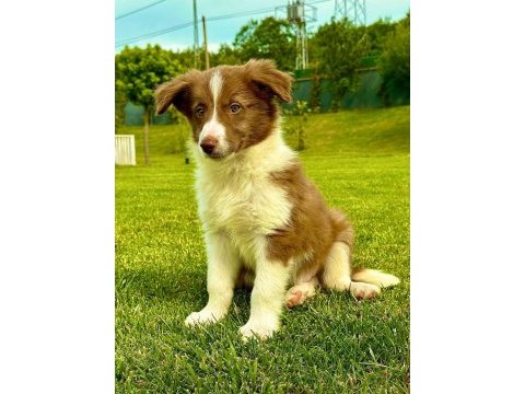 Border collie yavruları aşıları tam 