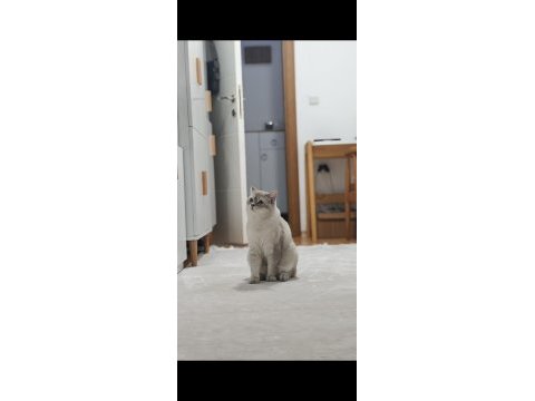 Blue point british shorthair