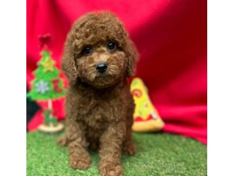 Sevimli toy poodle yavrularımız
