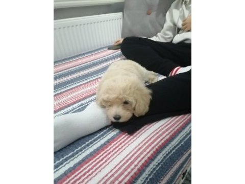 2.5 aylık aşıları tamam dişi maltipoo
