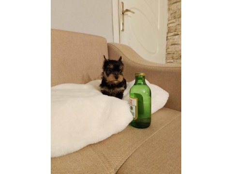 Orijinal mikro dişi ve erkekler
