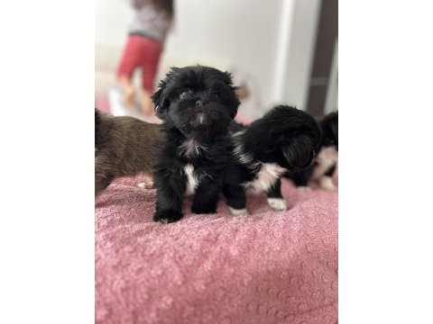 Safkan shih tzu yavruları
