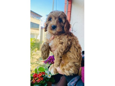 2.5 aylık maltipoo