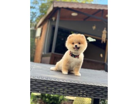 Sağlık ve ırk garantili pomeranian köpeğimiz