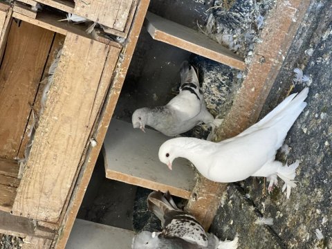Mardin taklacıları güvercinler orjinal safkan