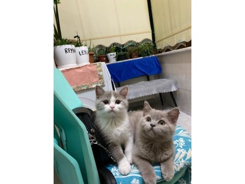 British shorthair