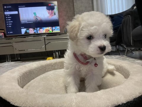 3 aylık oyun canlısı evcil bichon frise yavrusu