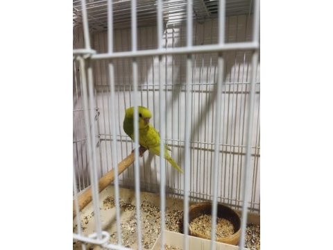 2 çift ve 4 yavru muhabbet kuşu (1 çiftin 4 yavrusu var)
