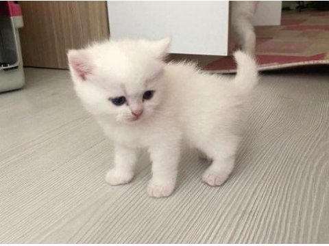 British shorthair yeni yavrular (beyaz&gri) ankara/polatlı
