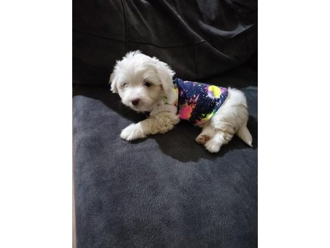Son dişi köpeğimiz menemen