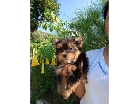 Yorkshire terrier yavrular