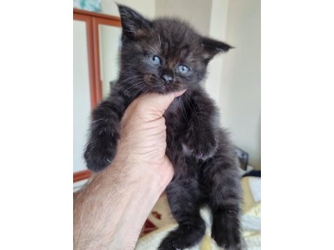 British shorthair bebekler