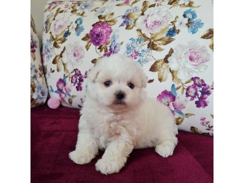 Mini boy maltese terrier yavruları (kore kanı)