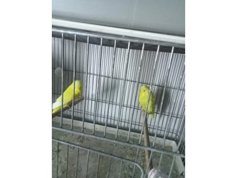 Jumbo japones show jumbo muhabbet kuşu