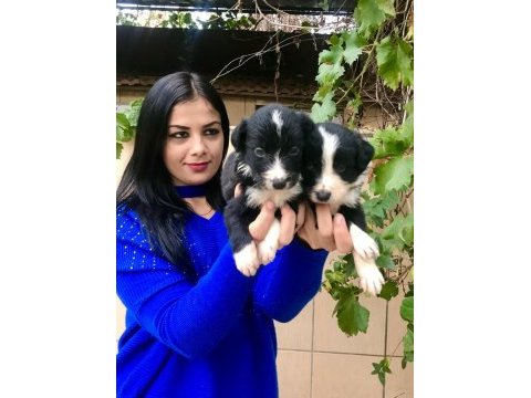 Zeka küpü border collie yavrularım