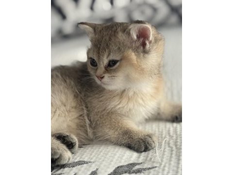 Golden renkte british shorthair 2 aylık bebekler
