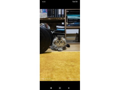Scottish fold longhair