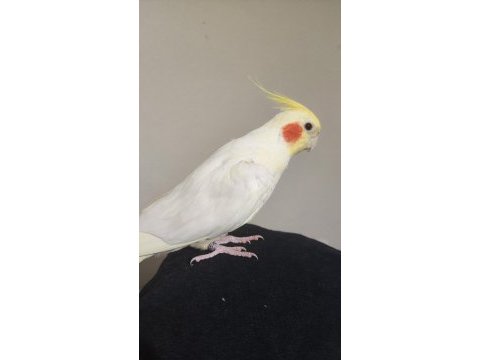 Evcil erkek sultan papağanı