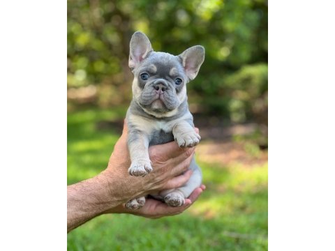 Fransız bulldog exotic blue lilac tan mavi göz orijinal saf