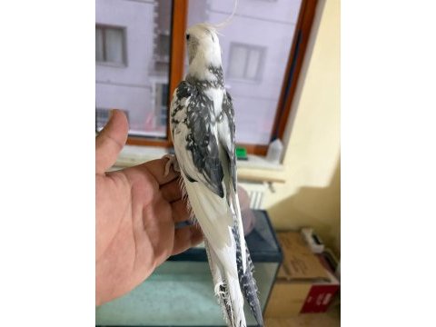 Full evcil evlere maskot wf erkek sultan papağanı