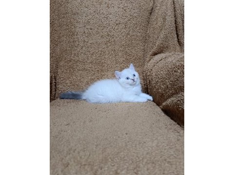 British shorthair silver point kızımız