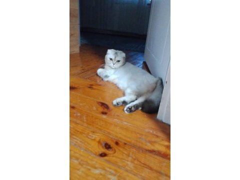 Scottish fold 1.5 yaşında