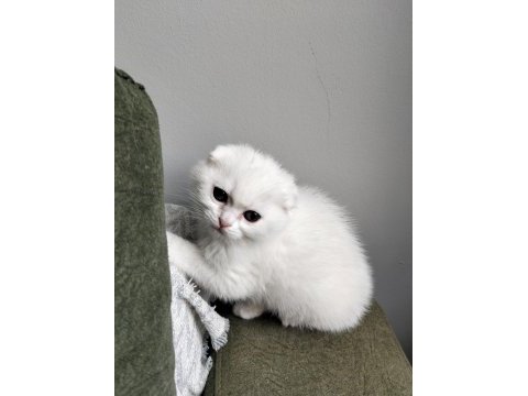 20 şubat doğumlu scottish fold yavrular