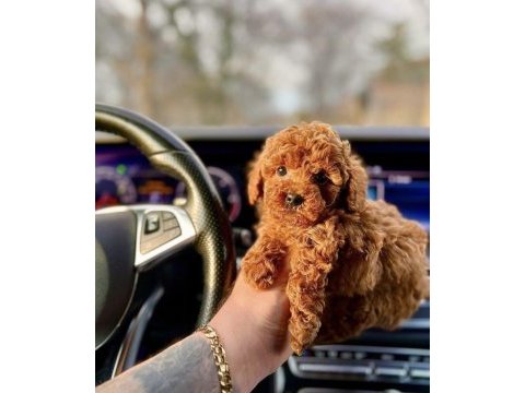 Kore kan red toy poodle yavrularım 