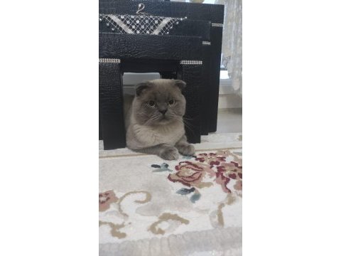 50 günlük scottish fold ve british shorthair