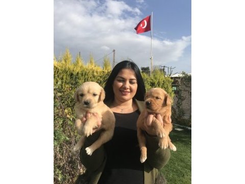 Baby face golden retriever yavrularım