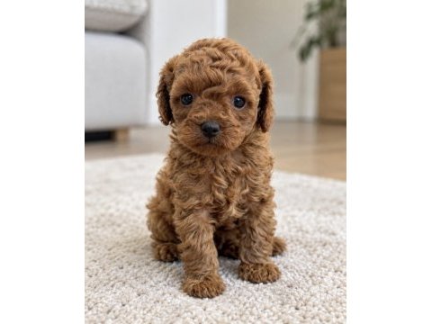  sevimli poodle yavrularımız hazır
