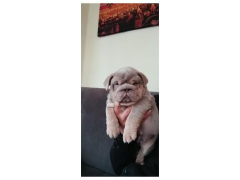 Üst düzey şecereli ingiliz bulldog yavrular