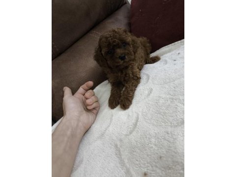 Kore kan red brown toy poodle dişi erkek yavrular