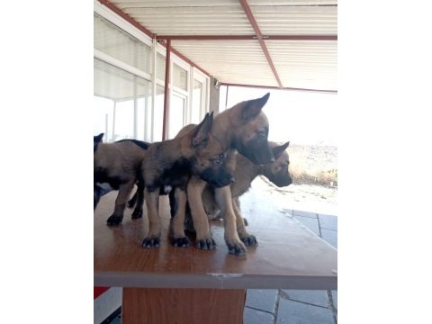 Malinois bebekler yeni yuvalarını arıyorlar