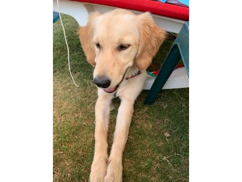 Saf golden retriever 6 aylık