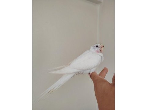 Albino bebek sultan papağanı