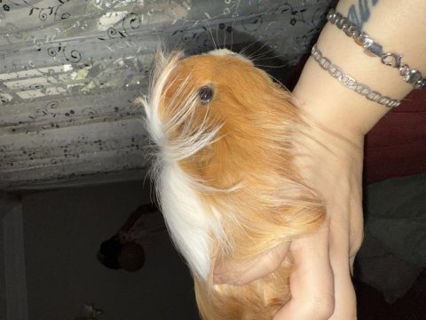 Kendi ginepig yavrusu erkek sahiplendireceğim