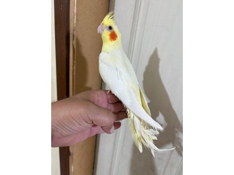 51 günlük orjinal lutino renk kusursuz sultan bebek