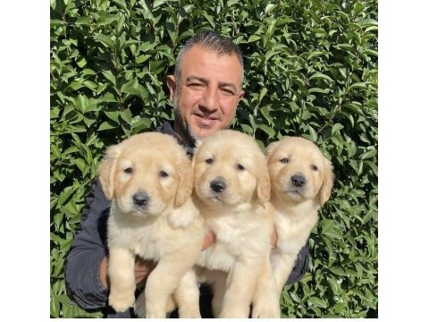 Bebek yüzlü golden retriever bebekler