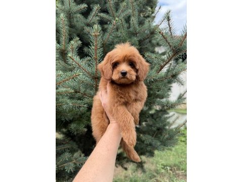 Red maltipoo