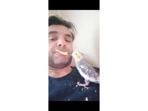 Evcil sultan papağanı
