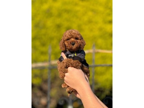 Kilo garantili toypoodle yavrular heryere gönderilir 